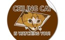 Celing_cat_is_watching_you_sticker-p217717322755133198qjcl_400