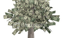 Money_tree