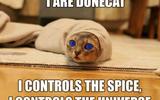 Dune-cat