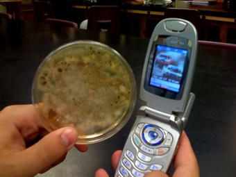 Мобильные телефоны оказались в 18 раз грязнее рукояток бачков в общественных туалетах