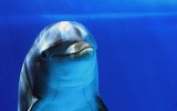 Dolphins-smile-by-meppol-on-deviantart-dolphin-smile-dolphins-photography-my-album_large