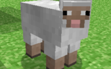 Sheep2