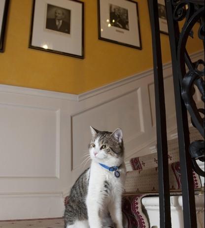 Обо всем - На работу в резиденцию британского премьера приняли кота: он будет ловить крыс