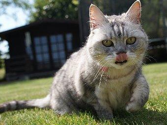 Обо всем - В Великобритании нашли самую громкую кошку в мире