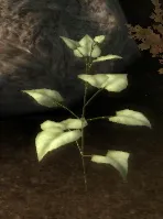 Object-elfroot_plant