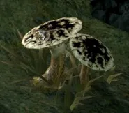 185px-deepmushroomdaii