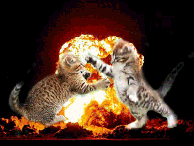 cat-rampage.gif