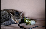 Sleepy_gamer_kitten_by_catzilla