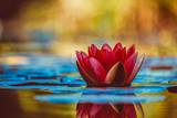 Water-lily-3784022_1280