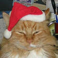 Cats-in-santa-hats-12102010-18