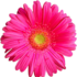 Pink_flower