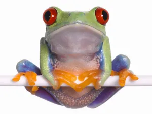 Frog-6