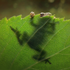 Tree_frog_by_pikishi-d47p9jv