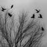 Favim.com-bird-crow-crows-grey-sky-410099