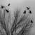 Favim.com-bird-crow-crows-grey-sky-410099